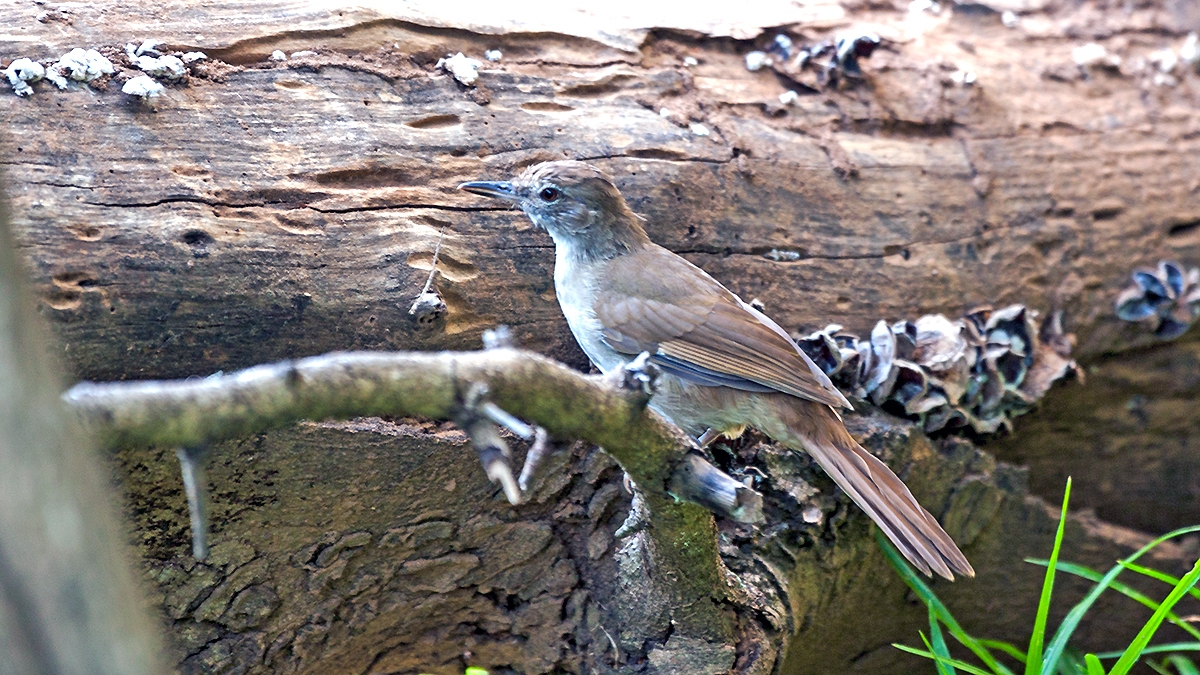 Terrestrial Brownbul [Phyllastrephus terrestris terrestris]