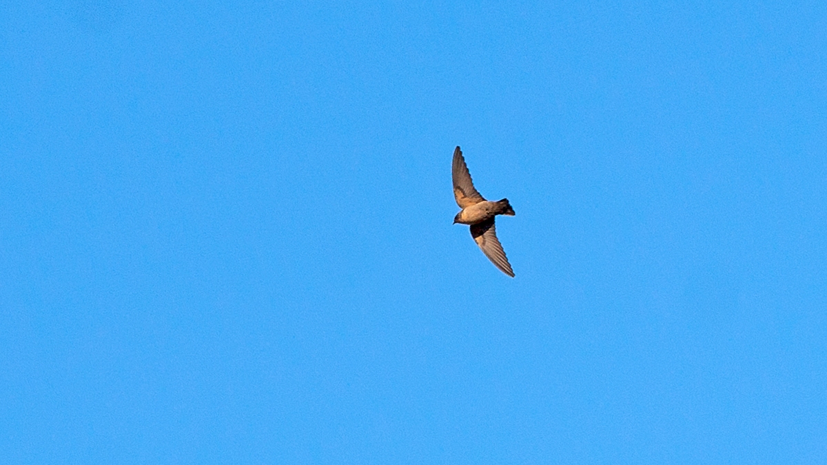 Large Rock Martin [Ptyonoprogne fuligula fuligula]