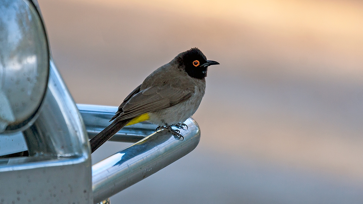 African Red-eyed Bulbul [Pycnonotus nigricans nigricans]