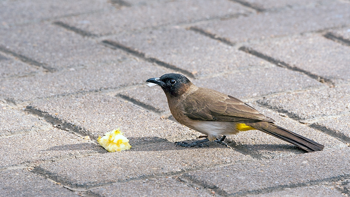 Common Bulbul [Pycnonotus barbatus layardi]