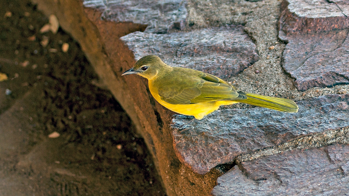 Yellow-bellied Greenbul [Chlorocichla flaviventris flaviventris]