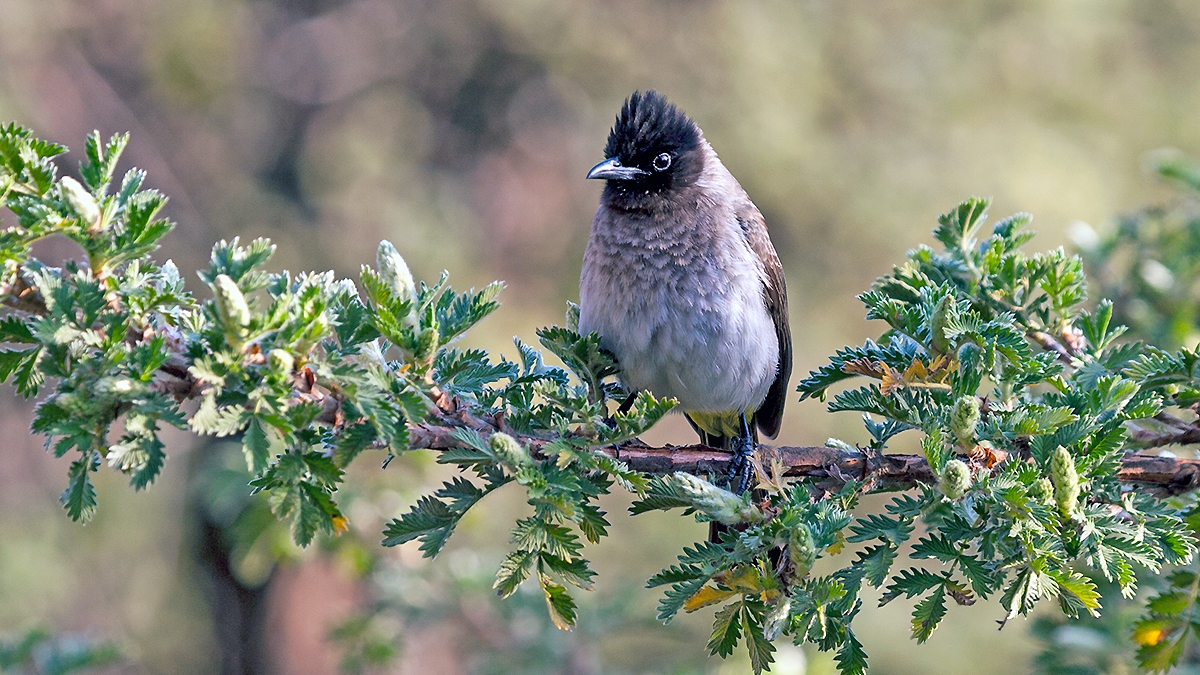 Common Bulbul [Pycnonotus barbatus layardi]