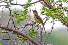 Sombre Greenbul [Andropadus importunus oleaginus] 