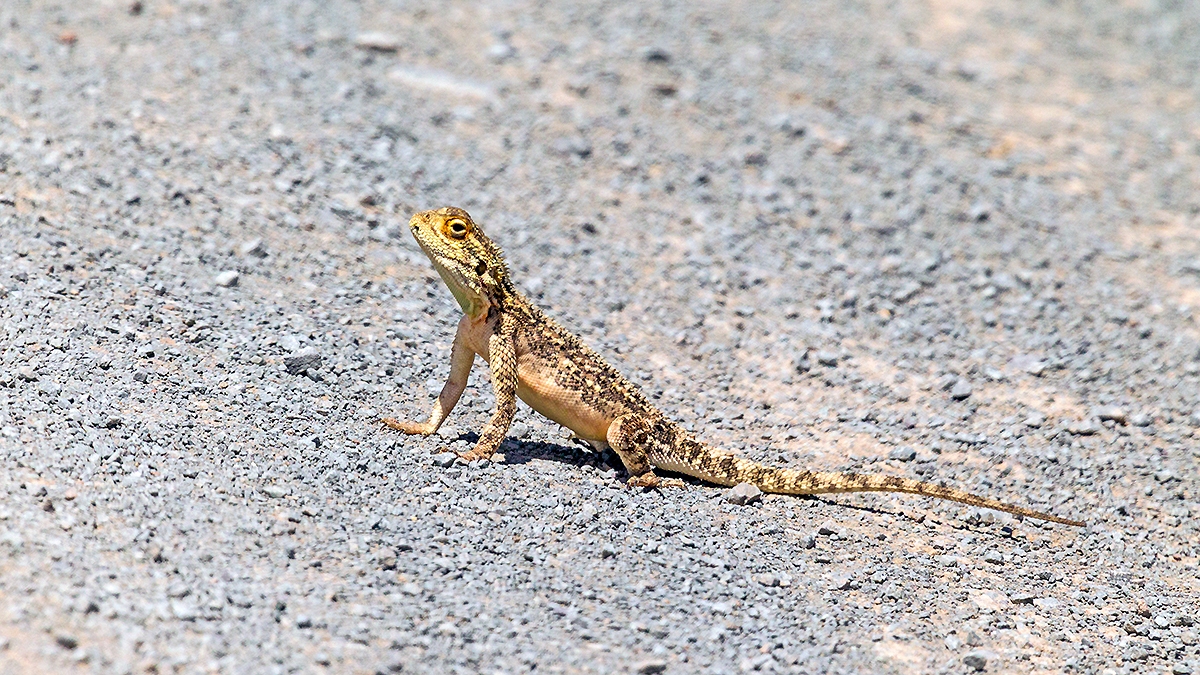 Southern Spiny Agama [Agama hispida?]