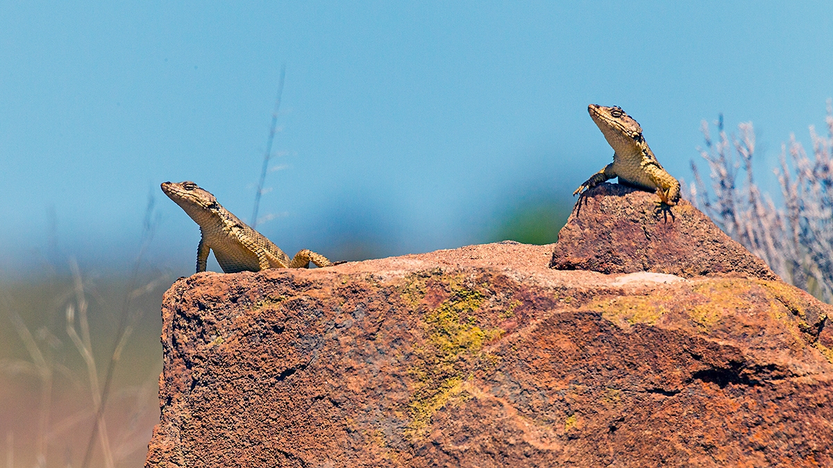 Cape Crag Lizard [Pseudocordylus microlepidotus namaquensis?]