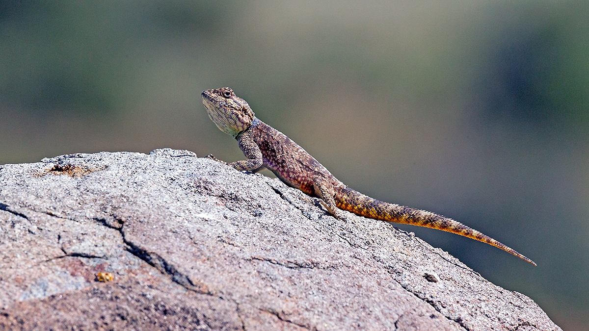Southern Rock Agama [Agama atra?]