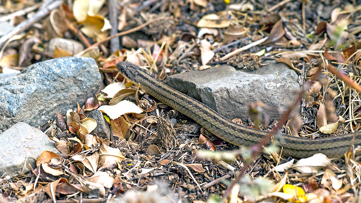Chilean Short-tailed Snake [Galvarinus chilensis]