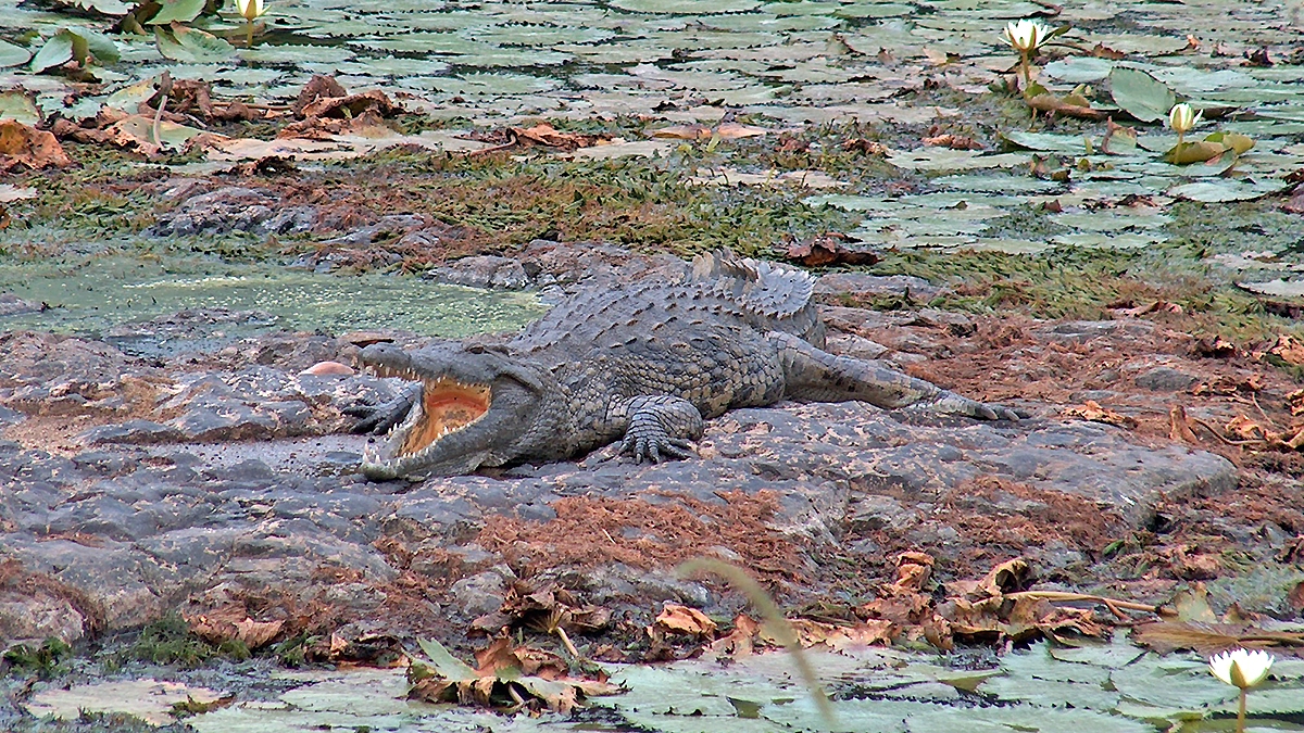 Nile Crocodile [Crocodylus niloticus]