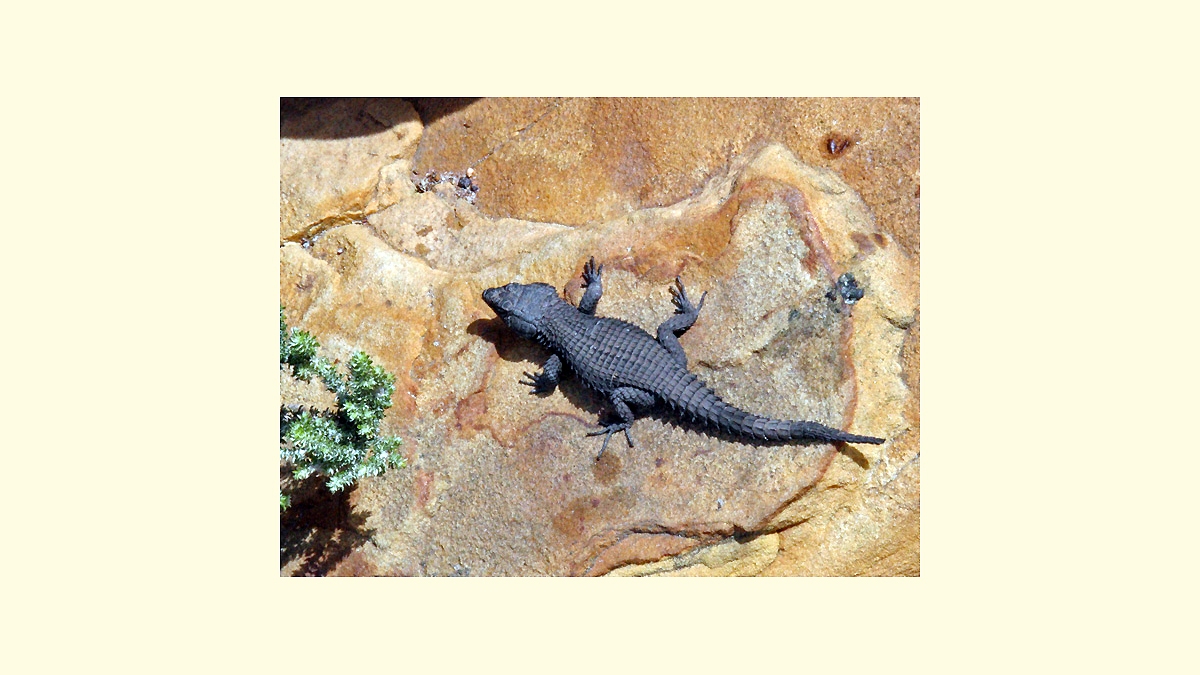Black Girdled Lizard [Cordylus niger]