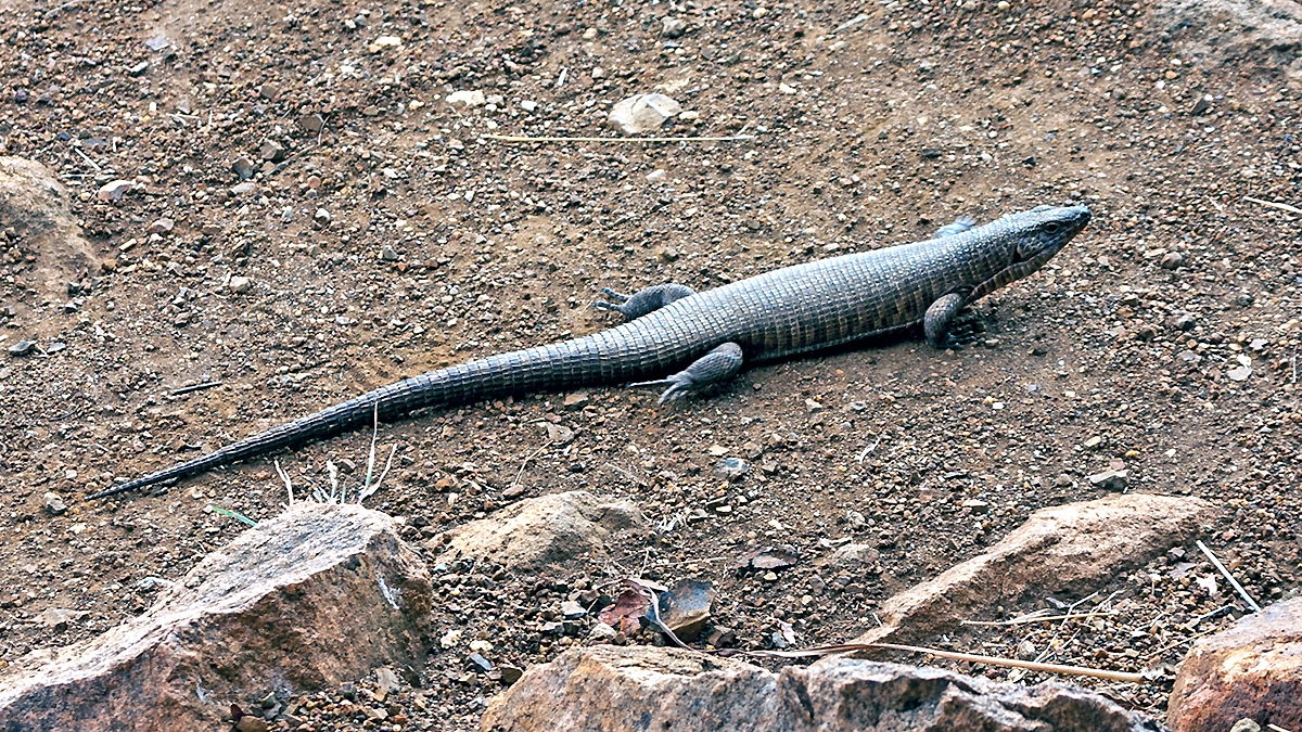 Rough-scaled Plated Lizard [Broadleysaurus major]
