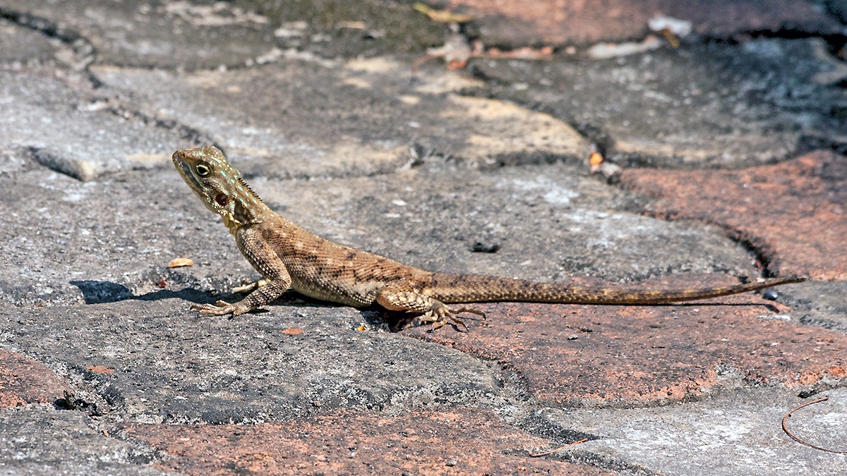 Peter's Rock Agama [Agama picticauda?]