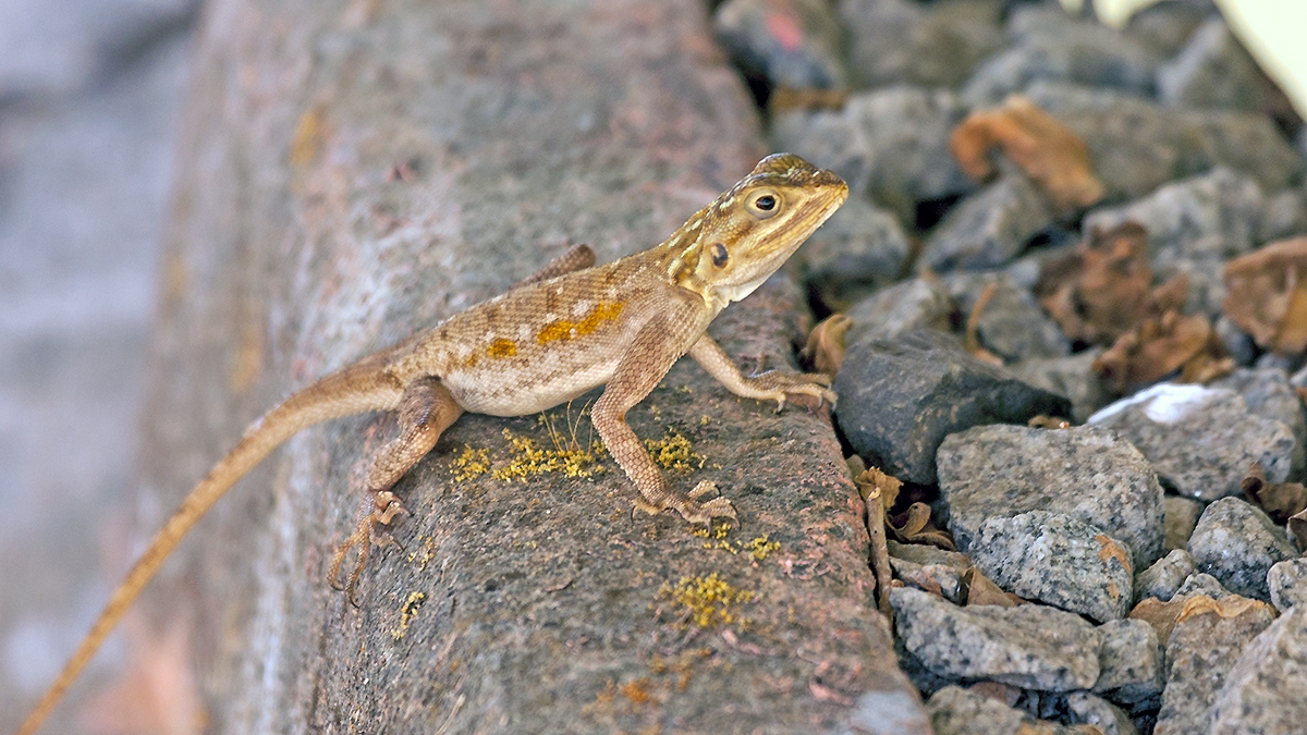 Peter's Rock Agama [Agama picticauda]