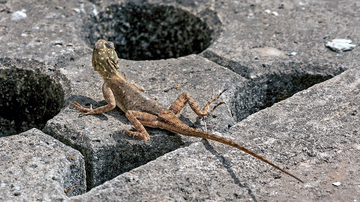 Peter's Rock Agama [Agama picticauda]