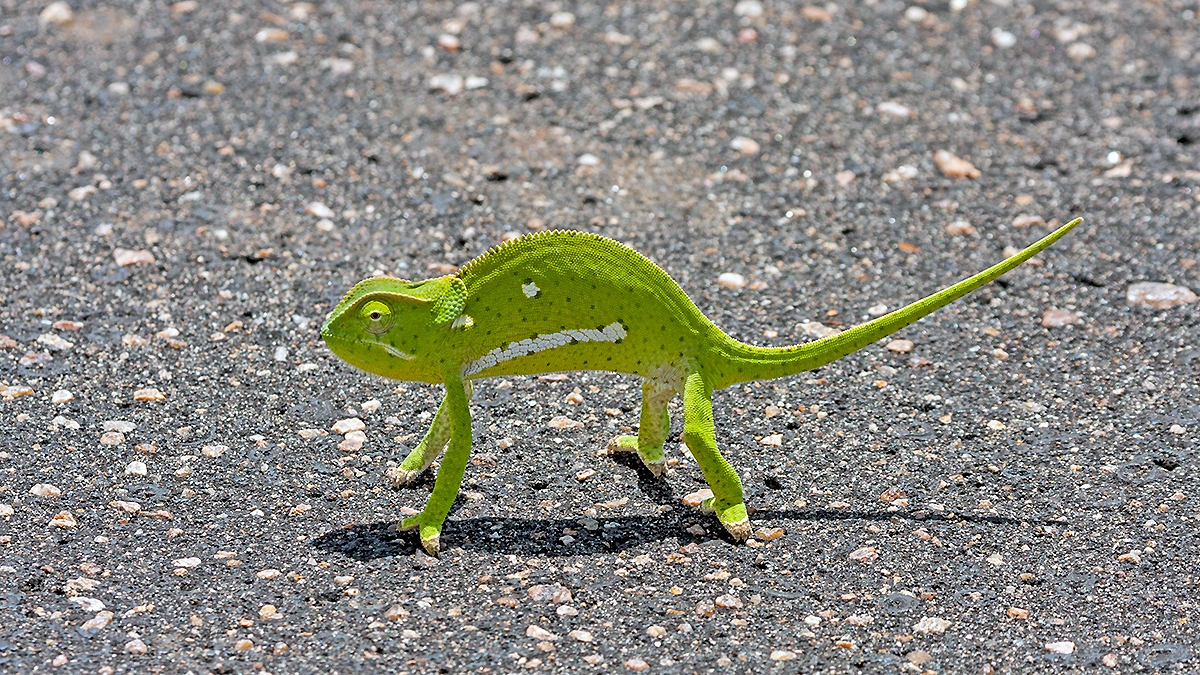 Flap-necked Chameleon [Chamaeleo dilepsis]