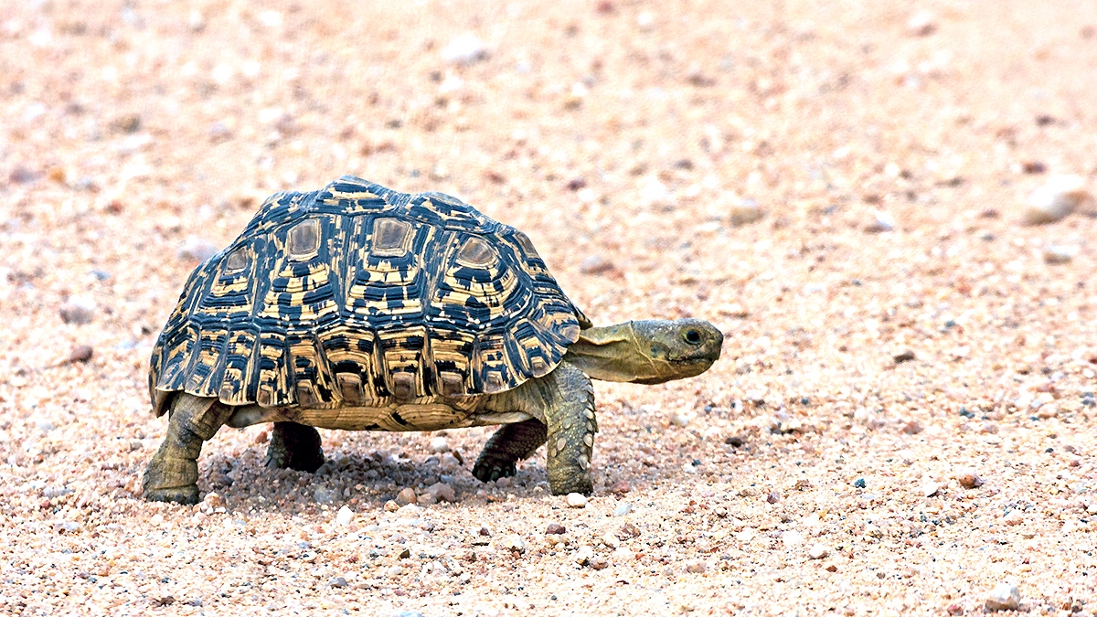 Leopard Tortoise [Stigmochelys pardalis]