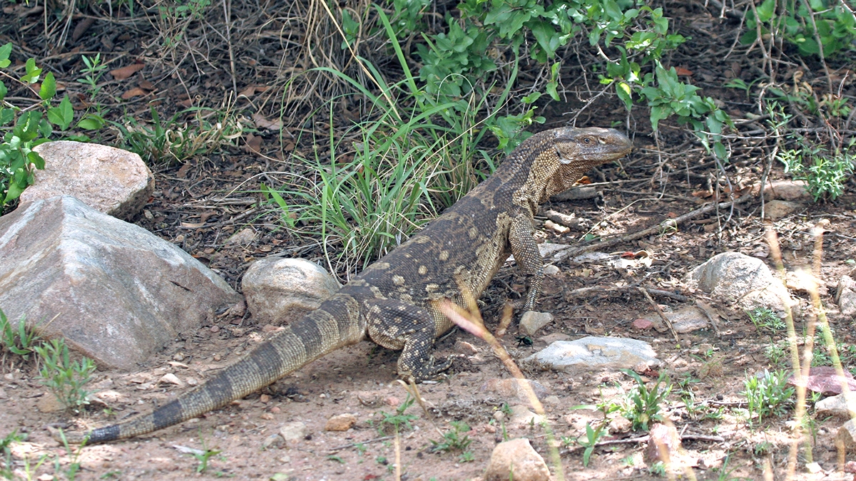 Rock Monitor [Varanus albigularis albigularis]