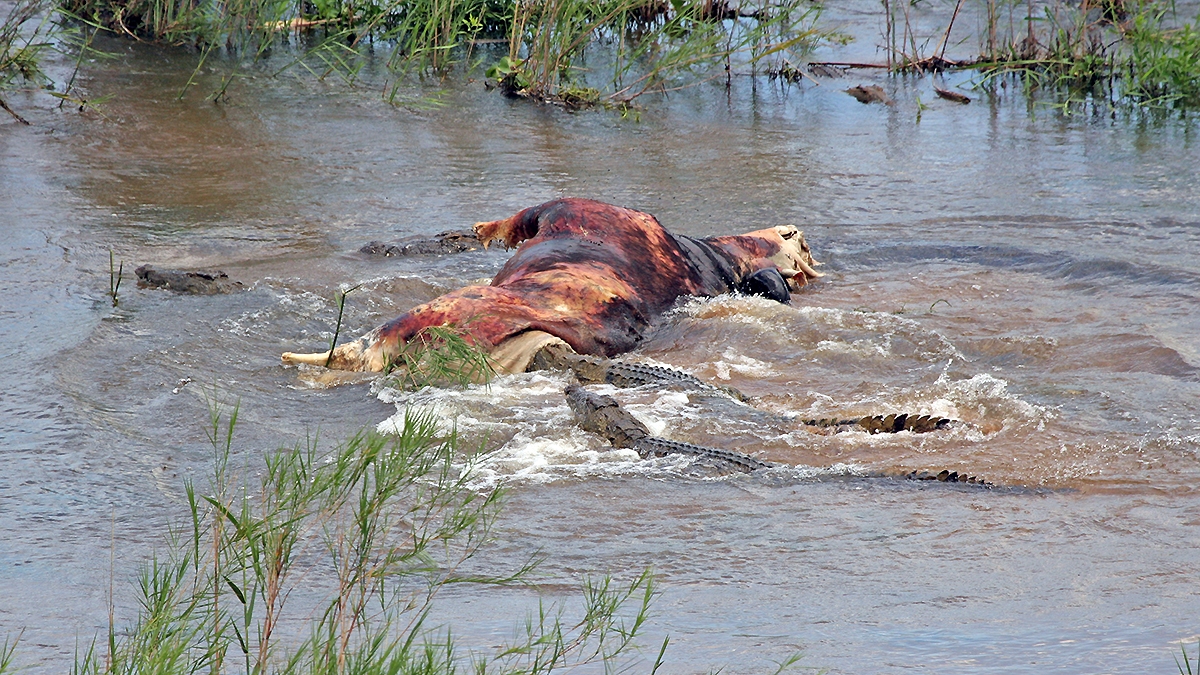 Nile Crocodile [Crocodylus niloticus]