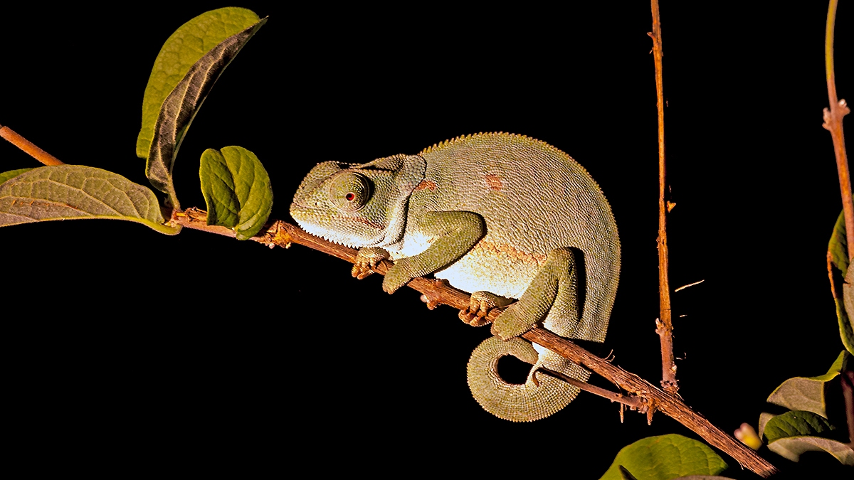 Flap-necked Chameleon [Chamaeleo dilepsis]