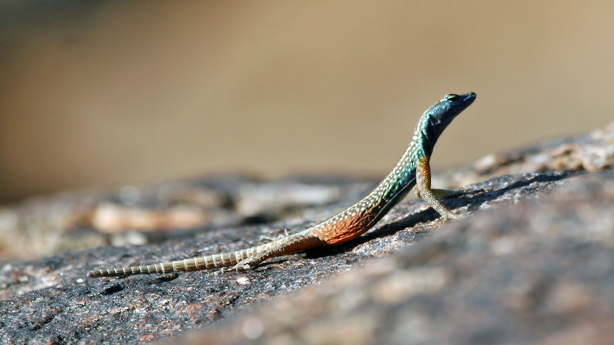 Augrabies Flat Lizard [Platysaurus broadleyi]