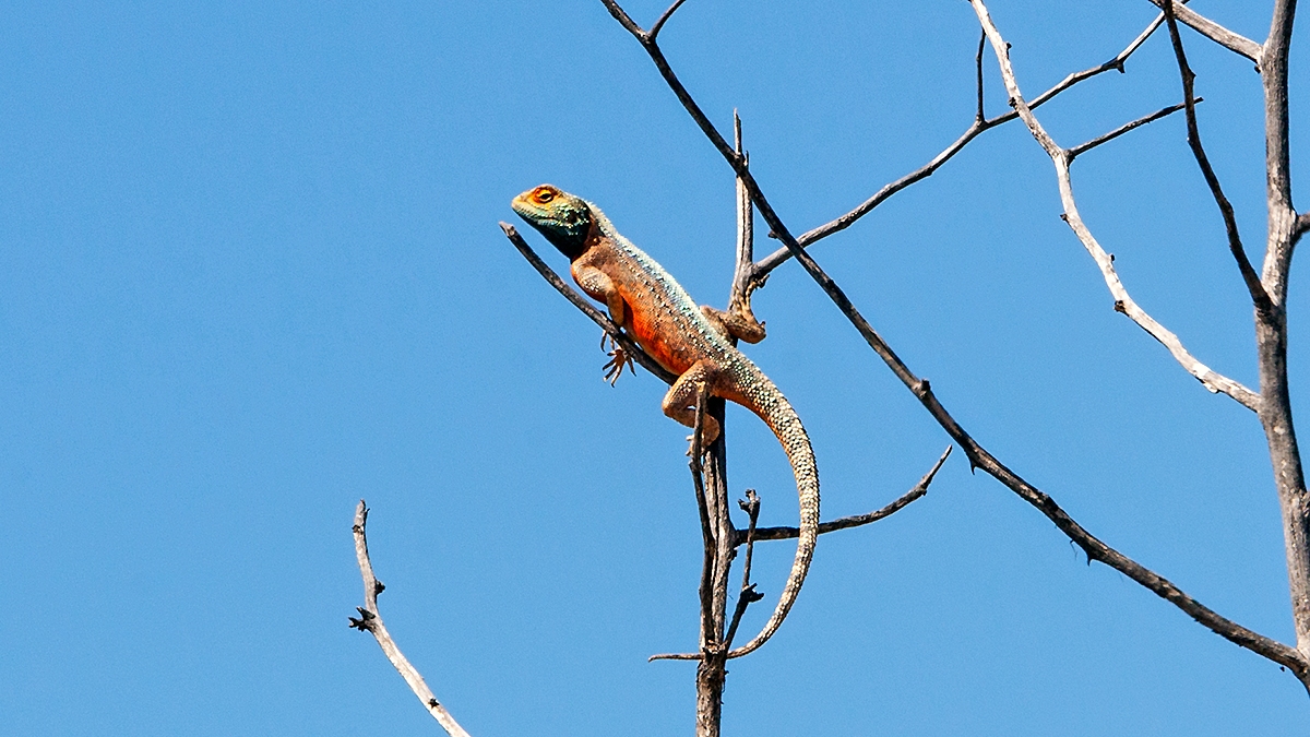 Ground Agama [Agama aculeata aculeata]