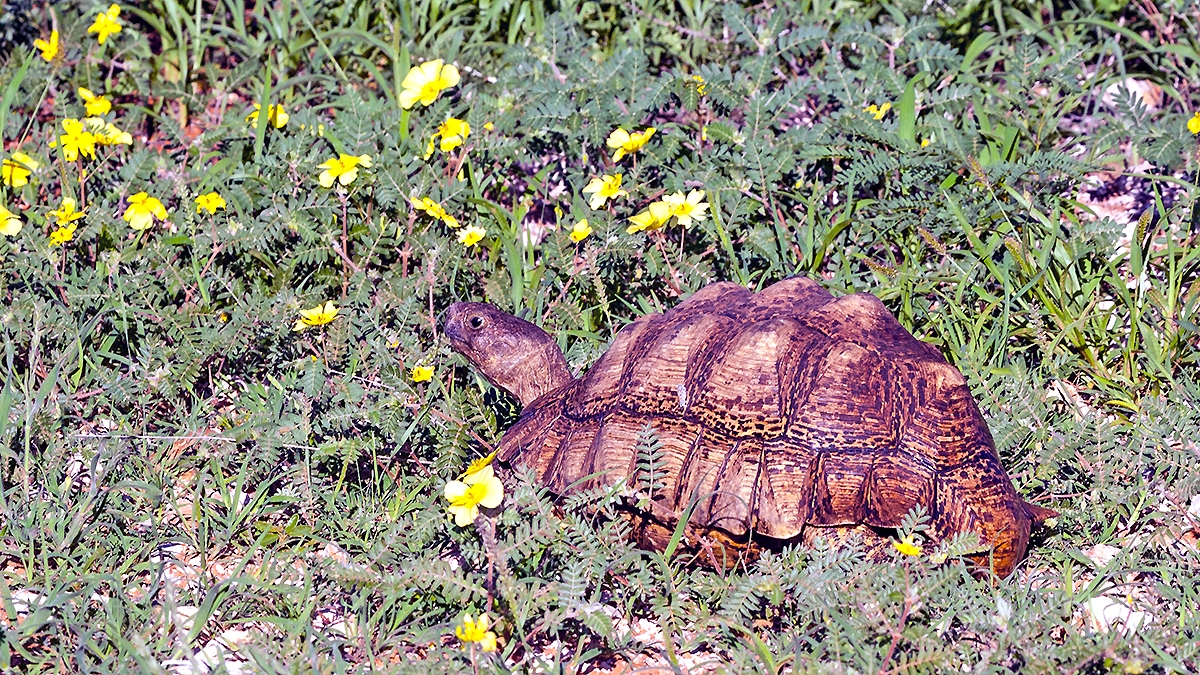 Leopard Tortoise [Stigmochelys pardalis]