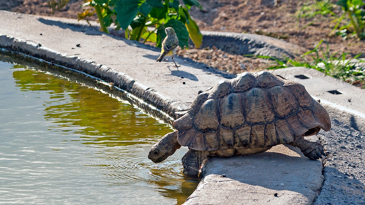 Leopard Tortoise [Stigmochelys pardalis]