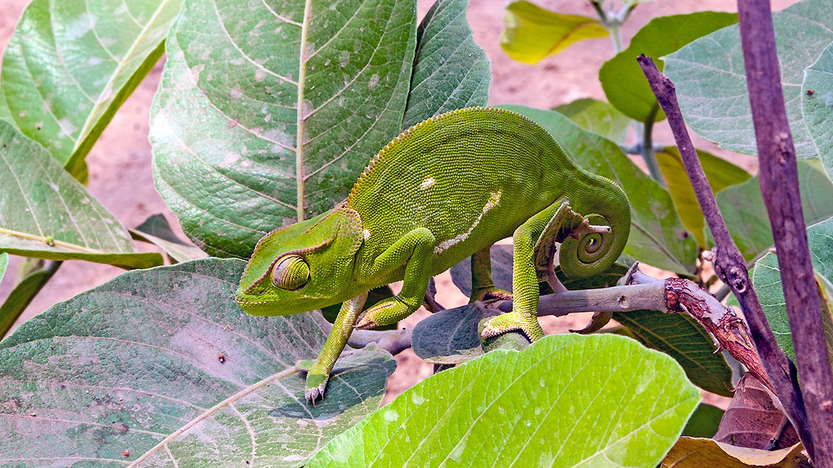 Flap-necked Chameleon [Chamaeleo dilepsis]