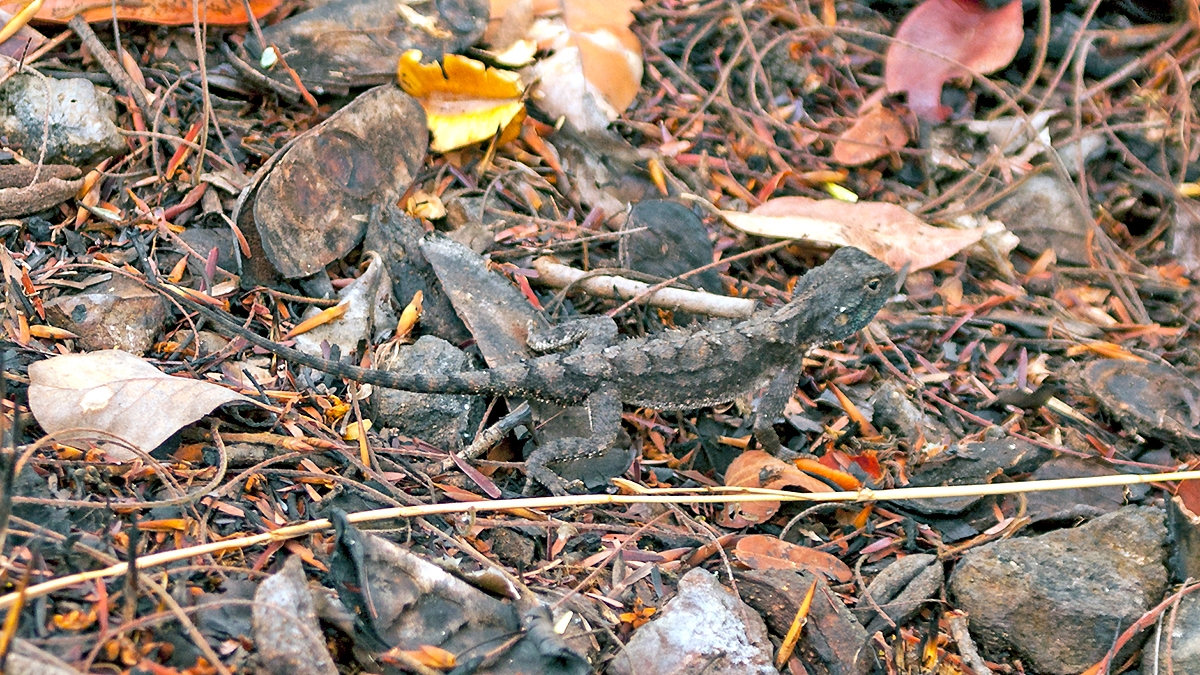 Tropical Spiny Agama [Agama armata]