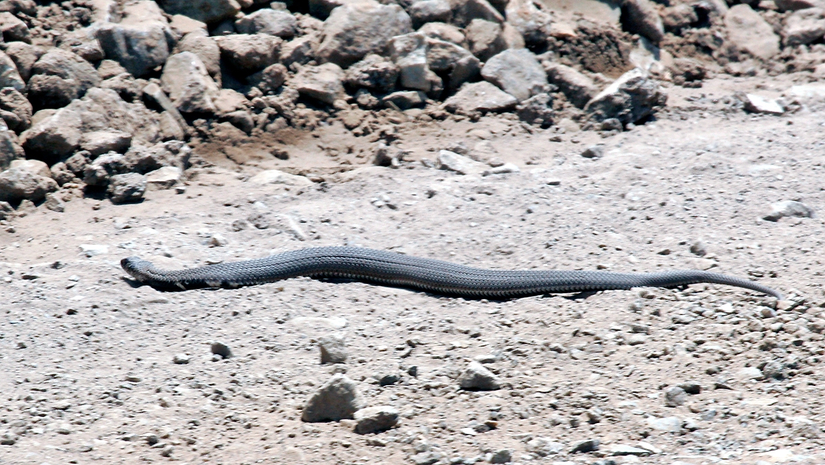 Rinkhals [Hemachatus haemachatus]