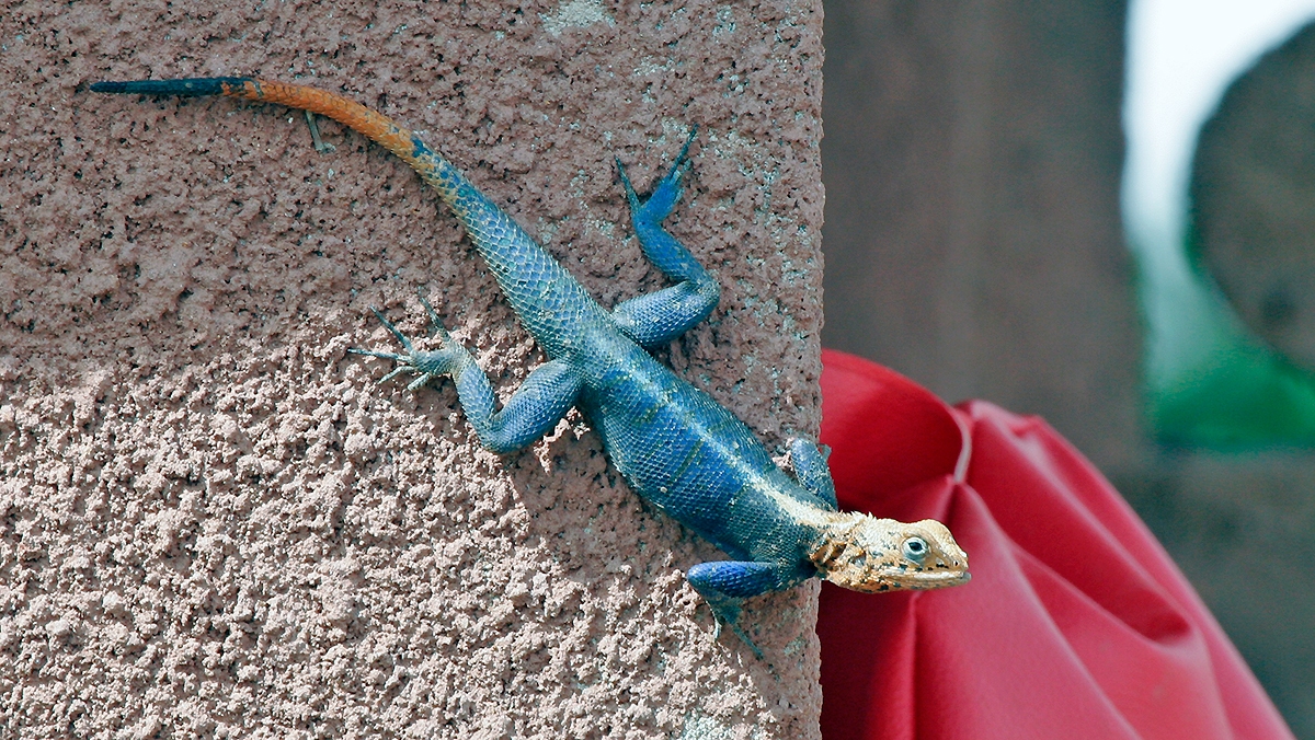West African Rainbow Lizard [Agama africana]