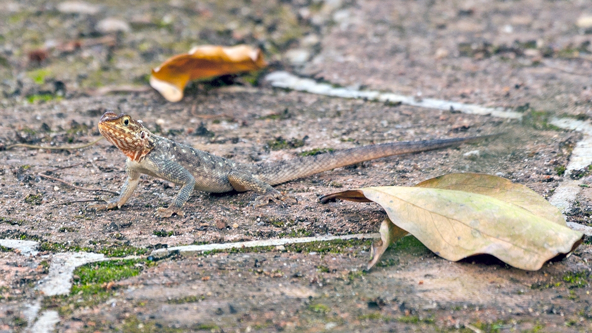 West African Rainbow Lizard [Agama africana]