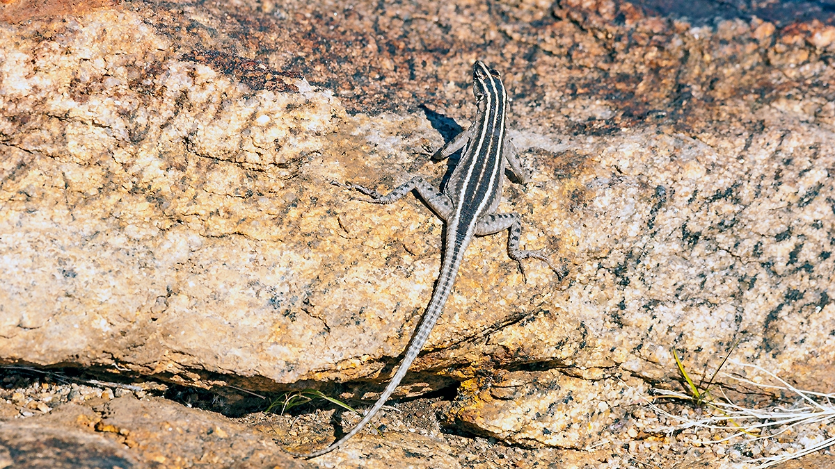 Augrabies Flat Lizard [Platysaurus broadleyi]