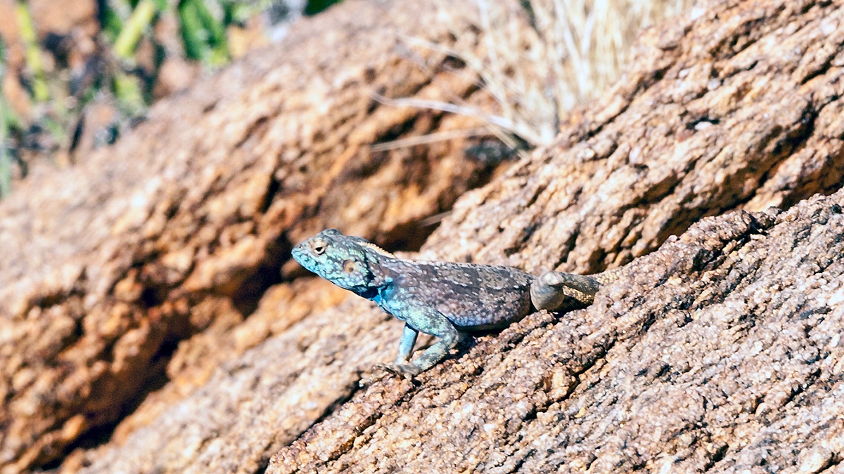 Southern Rock Agama [Agama atra]