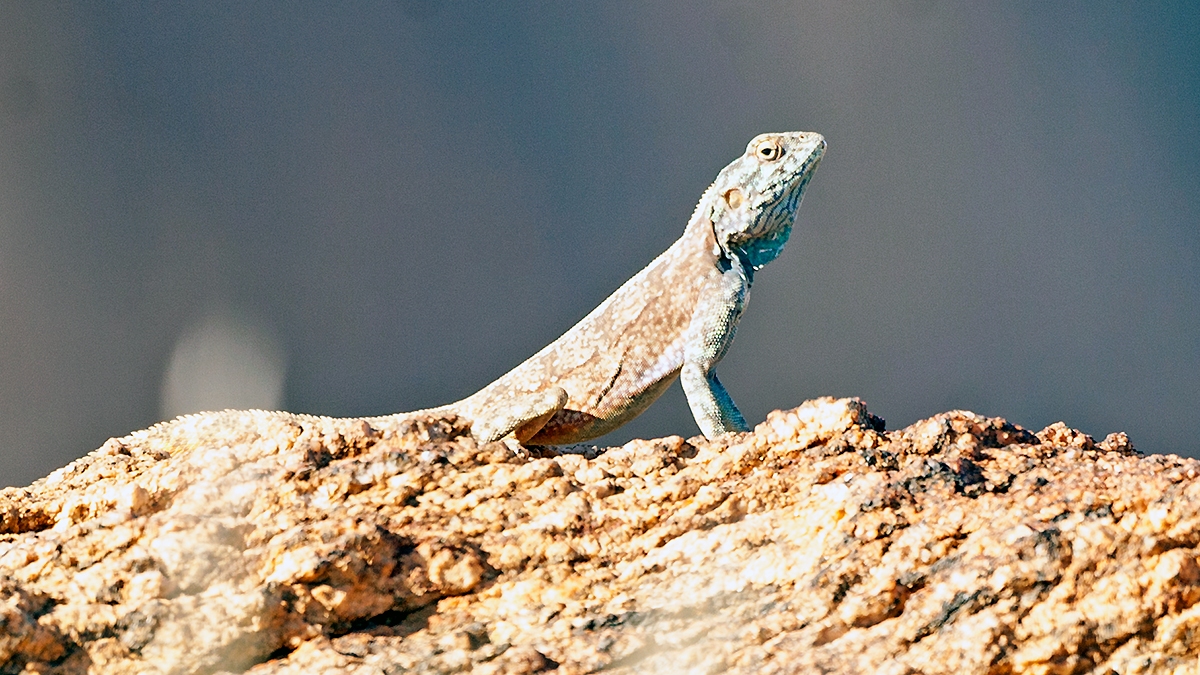 Southern Rock Agama [Agama atra]