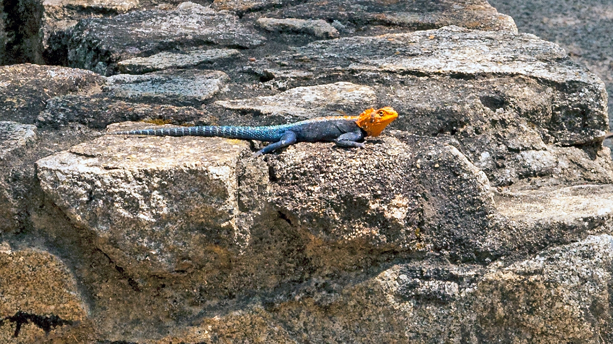 Kirk's Rock Agama [Agama kirkii]