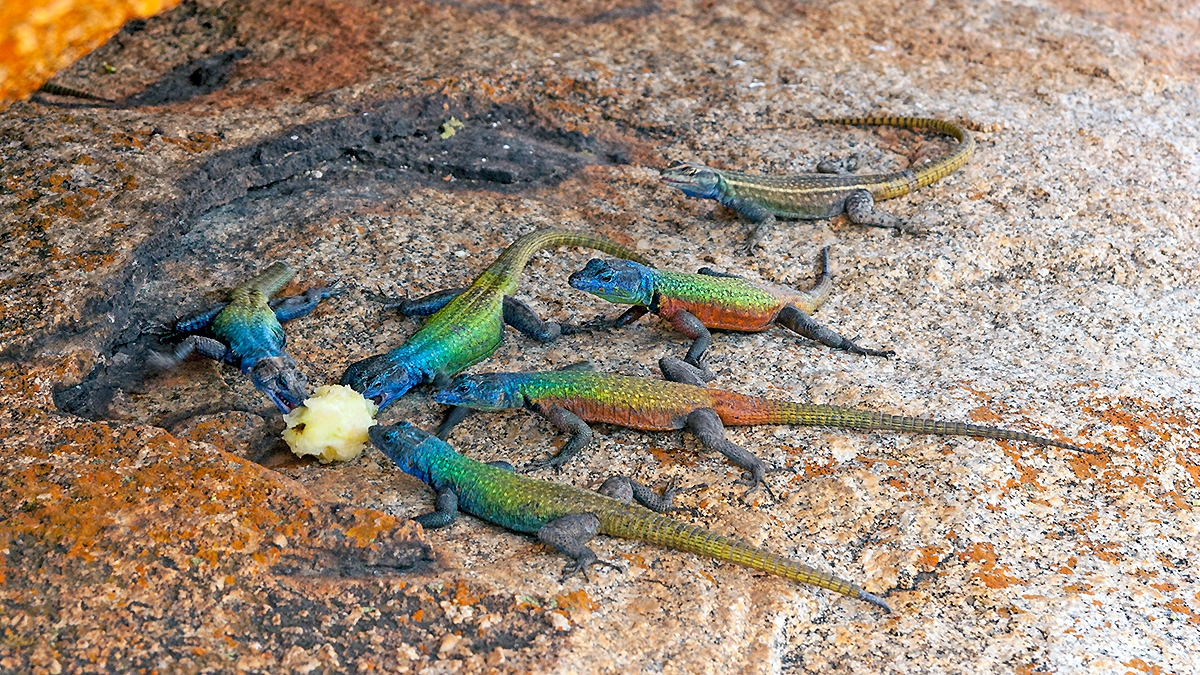 Common Flat Lizard [Platysaurus intermedius rhodesianus]