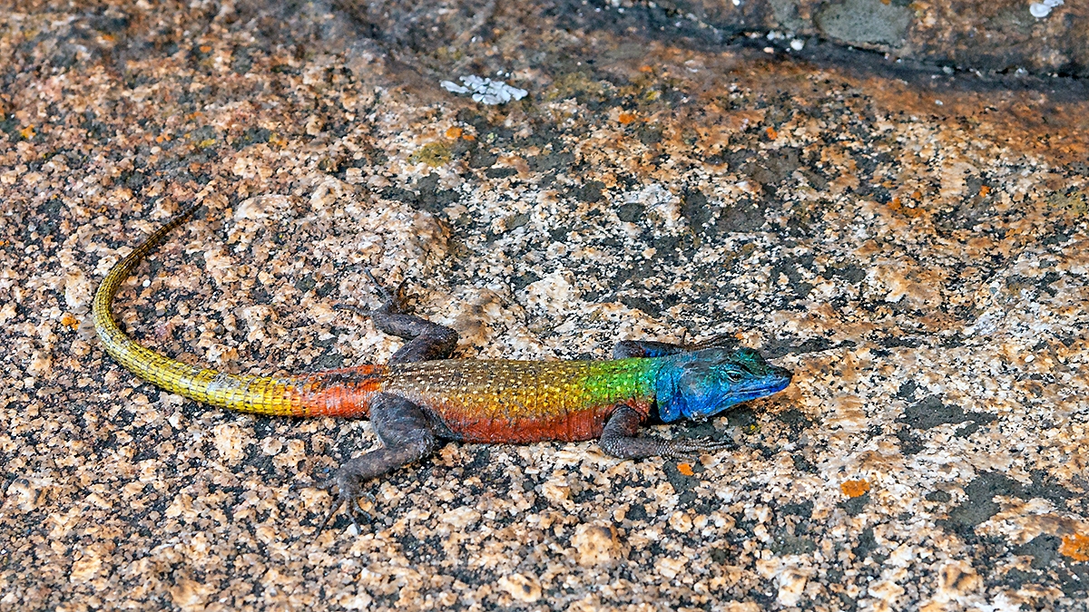 Common Flat Lizard [Platysaurus intermedius rhodesianus]