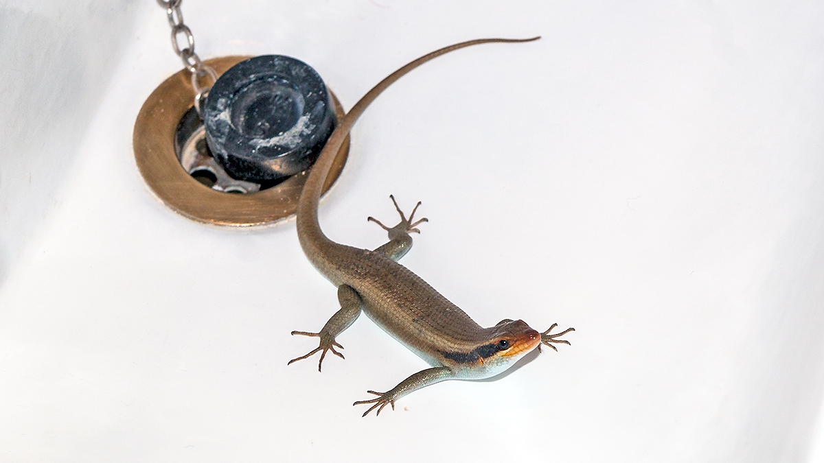 Wahlberg's Striped Skink [Trachylepis wahlbergii]