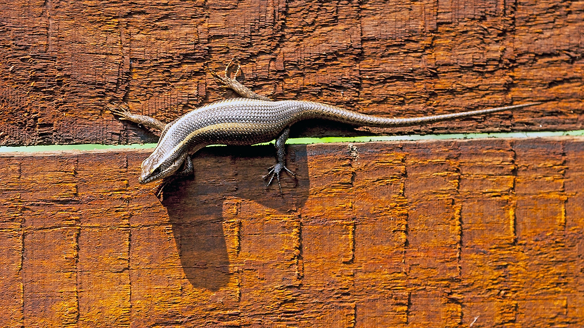 African Striped Skink [Trachylepis striata]
