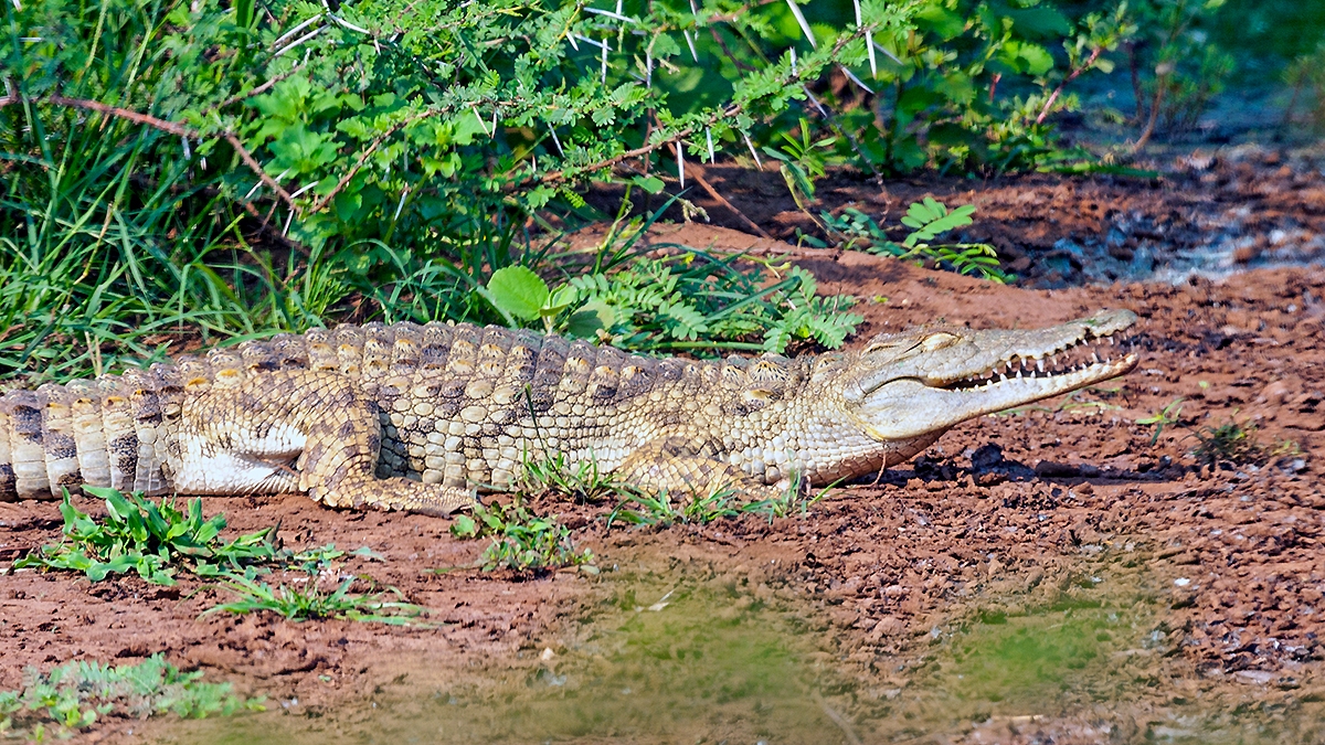 Nile Crocodile [Crocodylus niloticus]