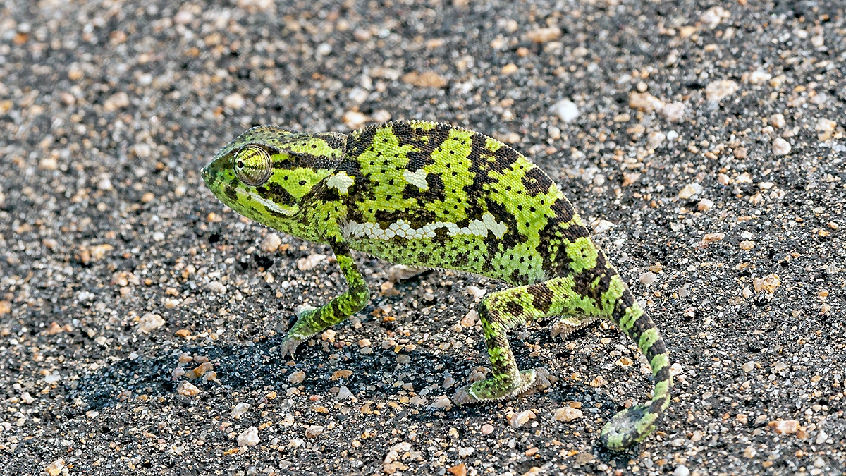 Flap-necked Chameleon [Chamaeleo dilepsis]