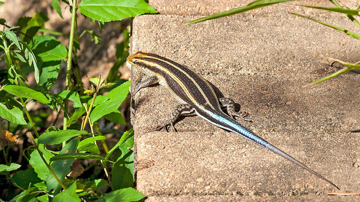 Rainbow Skink [Trachylepis margaritifera]