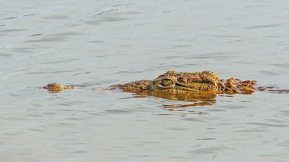 Nile Crocodile [Crocodylus niloticus]