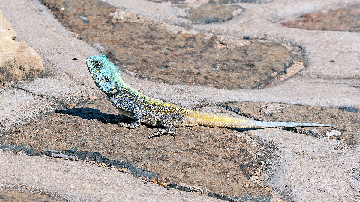 Southern Tree Agama [Acanthocercus atricollis]