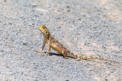 Southern Spiny Agama [Agama hispida?]