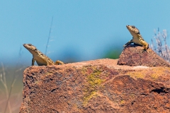 Cape Crag Lizard [Pseudocordylus microlepidotus namaquensis?]