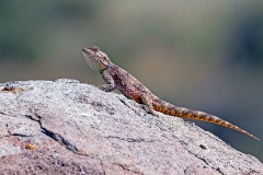 Southern Rock Agama [Agama atra?]