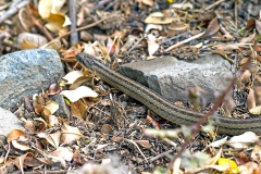 Chilean Short-tailed Snake [Galvarinus chilensis]