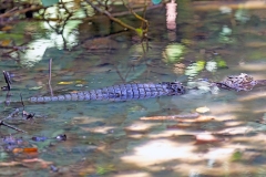 Spectacled Caiman [Caiman crocodilus fuscus]