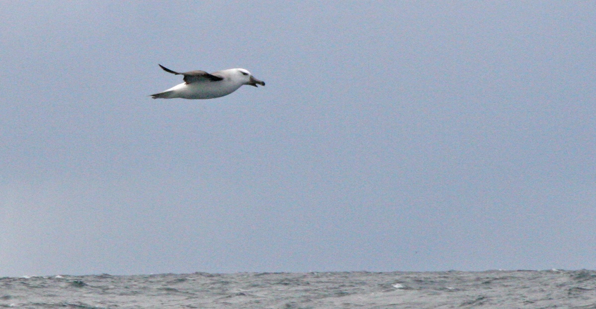 Black-browed Albatross [Thalassarche melanophris]